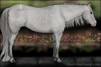 Horse Color:Grullo Varnish 