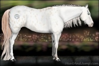 Horse Color:Buckskin Roan Pearl Dun Blanket