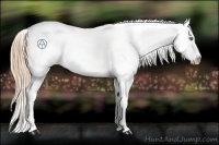 Horse Color:Smoky Black Pearl Appaloosa 