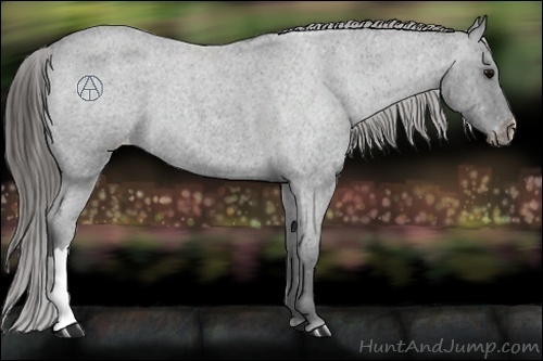 Horse Color:Blue Roan Appaloosa