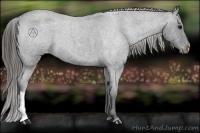 Horse Color:Blue Roan Appaloosa