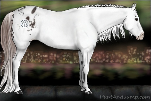 Horse Color:Brown Appaloosa 