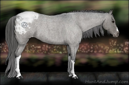 Horse Color:Blue Roan Appaloosa