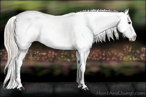 Horse Color:Silver Black Appaloosa 