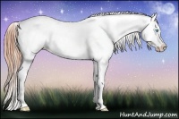 Horse Color:Buckskin Pearl Appaloosa