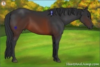 Horse Color:Brown 