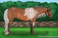 Horse Color:White Spotted Silver Bay 