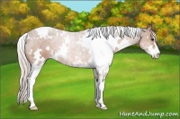 Horse Color:White Spotted Silver Bay Sabino