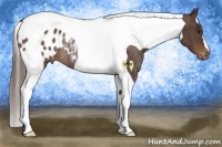 Horse Color:Liver Chestnut Tobiano Varnish Rabicano