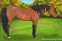 Horse Color:Bay  Brindle