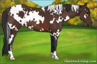 Horse Color:White Spotted Bay 