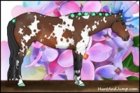 Horse Color:White Spotted Bay 