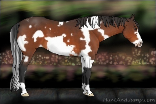 Horse Color:White Spotted Bay Frame
