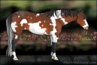 Horse Color:White Spotted Bay Frame 