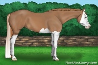 Horse Color:Chestnut Splash