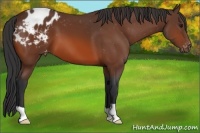 Horse Color:Bay Appaloosa 