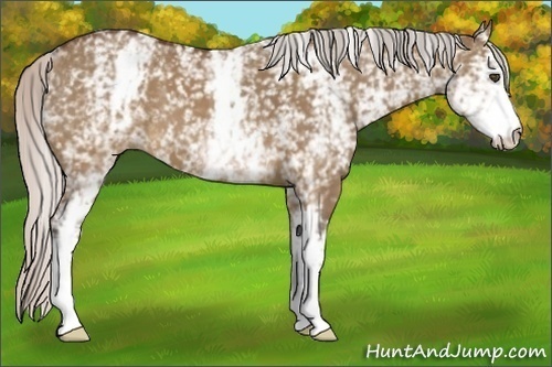 Horse Color:White Spotted Silver Brown Dun