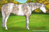 Horse Color:White Spotted Silver Brown Dun 