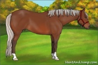 Horse Color:Silver Bay 