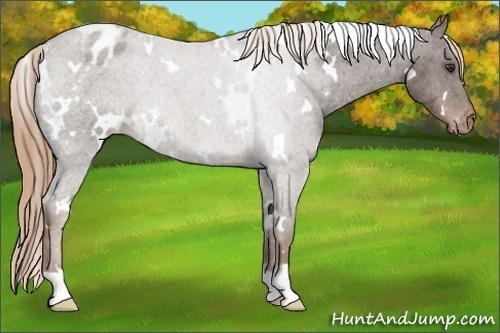 Horse Color:White Spotted Liver Chestnut Appaloosa