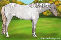 Horse Color:White Spotted Liver Chestnut Appaloosa 