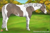 Horse Color:Silver Black Sabino Tobiano 