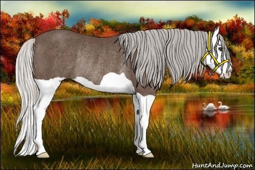 Horse Color:Silver Black Splash Rabicano 