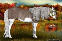 Horse Color:Silver Black Splash Rabicano 