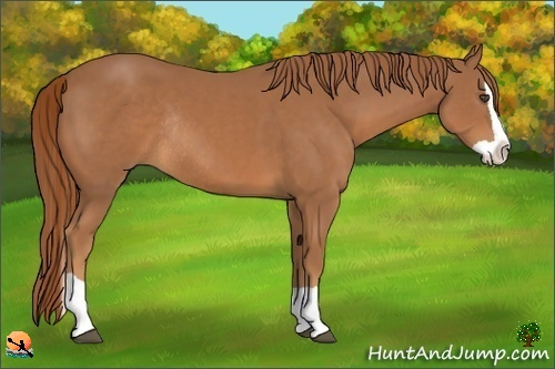 Horse Color:Chestnut Splash Rabicano
