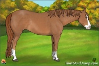 Horse Color:Chestnut Splash Rabicano