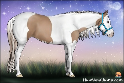 Horse Color:Black Pearl Splash Tobiano 