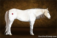 Horse Color:White Spotted Grullo Pearl