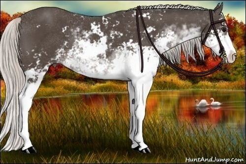 Horse Color:Silver Black Sabino 