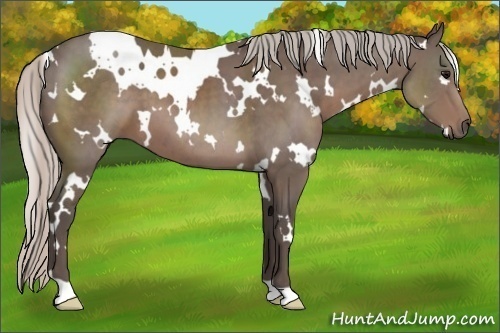 Horse Color:White Spotted Silver Black 