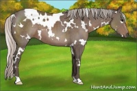 Horse Color:White Spotted Silver Black