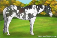 Horse Color:White Spotted Black Sabino