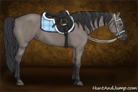 Horse Color:Grullo 