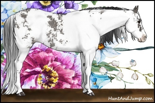 Horse Color:Grullo Sabino Rabicano 