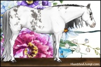 Horse Color:Grullo Sabino Rabicano 