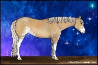 Horse Color:Silver Bay Dun Sabino 