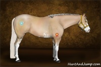 Horse Color:Silver Brown Pearl Sabino 