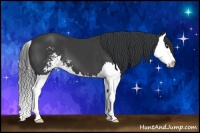 Horse Color:Black Sabino Splash 