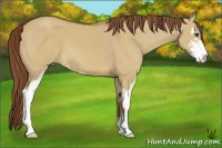 Horse Color:Red Dun Sabino