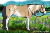 Horse Color:White Spotted Buckskin
