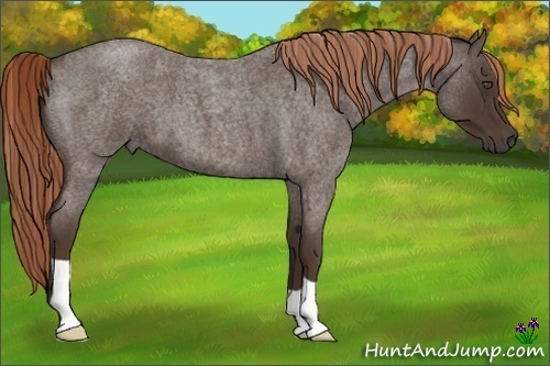 Horse Color:Liver Red Roan 