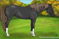 Horse Color:Liver Red Roan 