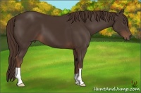 Horse Color:Liver Chestnut 