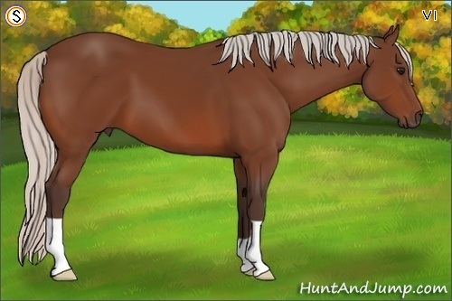 Horse Color:Silver Bay 