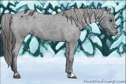 Horse Color:Black Sabino Appaloosa Rabicano