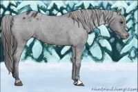 Horse Color:Black Sabino Appaloosa Rabicano 